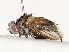  ( - CBG-A67875-A04)  @11 [ ] CreativeCommons - Attribution Share - Alike (2025) CBG Photography Group Centre for Biodiversity Genomics