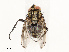  ( - CBG-A69566-B01)  @11 [ ] CreativeCommons - Attribution Share - Alike (2025) CBG Photography Group Centre for Biodiversity Genomics