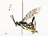  ( - CBG-A69574-D09)  @11 [ ] CreativeCommons - Attribution Share - Alike (2025) CBG Photography Group Centre for Biodiversity Genomics