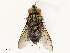  (Lixophaga Malaise4439 - CBG-A69575-G07)  @11 [ ] CreativeCommons - Attribution Share - Alike (2025) CBG Photography Group Centre for Biodiversity Genomics