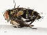  (Lixophaga Janzen2533 - CBG-A69581-A04)  @11 [ ] CreativeCommons - Attribution Share - Alike (2025) CBG Photography Group Centre for Biodiversity Genomics