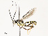  ( - CBG-A69613-A03)  @11 [ ] CreativeCommons - Attribution Share - Alike (2025) CBG Photography Group Centre for Biodiversity Genomics