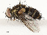  ( - CBG-A67839-H04)  @11 [ ] CreativeCommons - Attribution Share - Alike (2025) CBG Photography Group Centre for Biodiversity Genomics