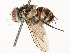  ( - CBG-A67872-C06)  @11 [ ] CreativeCommons - Attribution Share - Alike (2025) CBG Photography Group Centre for Biodiversity Genomics