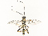  ( - CBG-A69615-A08)  @11 [ ] CreativeCommons - Attribution Share - Alike (2025) CBG Photography Group Centre for Biodiversity Genomics