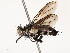  (Spathidexia atripalpus - CBG-A69621-A02)  @11 [ ] CreativeCommons - Attribution Share - Alike (2025) CBG Photography Group Centre for Biodiversity Genomics