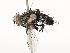  ( - CBG-A69631-G01)  @11 [ ] CreativeCommons - Attribution Share - Alike (2025) CBG Photography Group Centre for Biodiversity Genomics