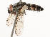  (Calolydella Janzen2403 - CBG-A69631-G03)  @11 [ ] CreativeCommons - Attribution Share - Alike (2025) CBG Photography Group Centre for Biodiversity Genomics