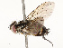  ( - CBG-A69631-G09)  @11 [ ] CreativeCommons - Attribution Share - Alike (2025) CBG Photography Group Centre for Biodiversity Genomics