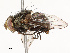  ( - CBG-A69631-H01)  @11 [ ] CreativeCommons - Attribution Share - Alike (2025) CBG Photography Group Centre for Biodiversity Genomics