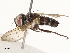  ( - CBG-A69632-C05)  @11 [ ] CreativeCommons - Attribution Share - Alike (2025) CBG Photography Group Centre for Biodiversity Genomics