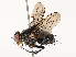  ( - CBG-A72934-C05)  @11 [ ] CreativeCommons - Attribution Share - Alike (2025) CBG Photography Group Centre for Biodiversity Genomics