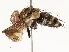  ( - CBG-B12447-F05)  @11 [ ] CreativeCommons - Attribution Share - Alike (2025) CBG Photography Group Centre for Biodiversity Genomics
