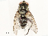  ( - CBG-B12447-F10)  @11 [ ] CreativeCommons - Attribution Share - Alike (2025) CBG Photography Group Centre for Biodiversity Genomics