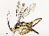  ( - CBG-B12452-A01)  @11 [ ] CreativeCommons - Attribution Share - Alike (2025) CBG Photography Group Centre for Biodiversity Genomics