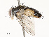  ( - CBG-B12660-D05)  @11 [ ] CreativeCommons - Attribution Share - Alike (2025) CBG Photography Group Centre for Biodiversity Genomics