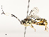  ( - CBG-B12661-C07)  @11 [ ] CreativeCommons - Attribution Share - Alike (2025) CBG Photography Group Centre for Biodiversity Genomics