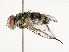  (Argyrochaetona cubanaDHJ04 - CBG-B12668-A06)  @11 [ ] CreativeCommons - Attribution Share - Alike (2025) CBG Photography Group Centre for Biodiversity Genomics