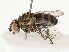  ( - CBG-B12668-H04)  @11 [ ] CreativeCommons - Attribution Share - Alike (2025) CBG Photography Group Centre for Biodiversity Genomics