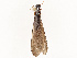  (Coptotermitinae - CBG-B13890-B04)  @11 [ ] CreativeCommons - Attribution Share - Alike (2025) CBG Photography Group Centre for Biodiversity Genomics