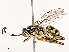  ( - CBG-B12673-F01)  @11 [ ] CreativeCommons - Attribution Share - Alike (2025) CBG Photography Group Centre for Biodiversity Genomics