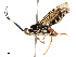  ( - CBG-B13891-A03)  @11 [ ] CreativeCommons - Attribution Share - Alike (2025) CBG Photography Group Centre for Biodiversity Genomics
