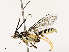  ( - CBG-B17184-A05)  @11 [ ] CreativeCommons - Attribution Share - Alike (2025) CBG Photography Group Centre for Biodiversity Genomics