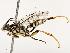  ( - CBG-B17184-A06)  @11 [ ] CreativeCommons - Attribution Share - Alike (2025) CBG Photography Group Centre for Biodiversity Genomics