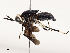  ( - CBG-B13472-C04)  @11 [ ] CreativeCommons - Attribution Share - Alike (2025) CBG Photography Group Centre for Biodiversity Genomics