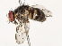 ( - CBG-B13788-A08)  @11 [ ] CreativeCommons - Attribution Share - Alike (2025) CBG Photography Group Centre for Biodiversity Genomics