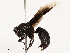  ( - CBG-B13788-C09)  @11 [ ] CreativeCommons - Attribution Share - Alike (2025) CBG Photography Group Centre for Biodiversity Genomics