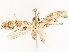  ( - CBG-B13789-G03)  @11 [ ] CreativeCommons - Attribution Share - Alike (2025) CBG Photography Group Centre for Biodiversity Genomics