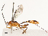  ( - CBG-B17179-G05)  @11 [ ] CreativeCommons - Attribution Share - Alike (2025) CBG Photography Group Centre for Biodiversity Genomics