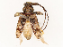  ( - CBG-B13802-H07)  @11 [ ] CreativeCommons - Attribution Share - Alike (2025) CBG Photography Group Centre for Biodiversity Genomics
