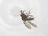  (Culicoides hylas - CBG-B14629-B02)  @11 [ ] CreativeCommons - Attribution Share - Alike (2025) Centre for Biodiversity Genomics Centre for Biodiversity Genomics
