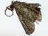  ( - BIOUG77732-F06)  @11 [ ] CreativeCommons - Attribution (2022) CBG Photography Group Centre for Biodiversity Genomics