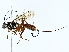  ( - BIOUG77732-F11)  @11 [ ] CreativeCommons - Attribution (2022) CBG Photography Group Centre for Biodiversity Genomics