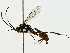  (cryptJanzen01 malaise5216 - BIOUG77732-G01)  @11 [ ] CreativeCommons - Attribution (2022) CBG Photography Group Centre for Biodiversity Genomics