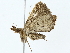 ( - BIOUG80724-A11)  @11 [ ] CreativeCommons - Attribution (2022) CBG Photography Group Centre for Biodiversity Genomics