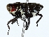  ( - BIOUG80724-G10)  @11 [ ] CreativeCommons - Attribution (2022) CBG Photography Group Centre for Biodiversity Genomics