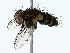  ( - BIOUG85279-G04)  @11 [ ] CreativeCommons - Attribution (2022) CBG Photography Group Centre for Biodiversity Genomics