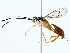  (ichneuMalaise01 Malaise2967 - BIOUG85279-G07)  @11 [ ] CreativeCommons - Attribution (2022) CBG Photography Group Centre for Biodiversity Genomics