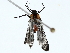  ( - BIOUG85279-G11)  @11 [ ] CreativeCommons - Attribution (2022) CBG Photography Group Centre for Biodiversity Genomics