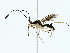  ( - BIOUG85280-A06)  @11 [ ] CreativeCommons - Attribution (2022) CBG Photography Group Centre for Biodiversity Genomics