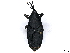  (Dryophthorinae - BIOUG85280-B09)  @15 [ ] CreativeCommons - Attribution (2022) CBG Photography Group Centre for Biodiversity Genomics