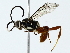  ( - BIOUG85280-D11)  @11 [ ] CreativeCommons - Attribution (2022) CBG Photography Group Centre for Biodiversity Genomics