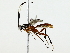  ( - BIOUG85280-H04)  @11 [ ] CreativeCommons - Attribution (2022) CBG Photography Group Centre for Biodiversity Genomics