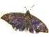  ( - BIOUG85456-F12)  @11 [ ] CreativeCommons - Attribution (2022) CBG Photography Group Centre for Biodiversity Genomics