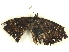  ( - BIOUG85456-H03)  @11 [ ] CreativeCommons - Attribution (2022) CBG Photography Group Centre for Biodiversity Genomics