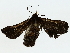  ( - BIOUG85457-C03)  @11 [ ] CreativeCommons - Attribution (2022) CBG Photography Group Centre for Biodiversity Genomics